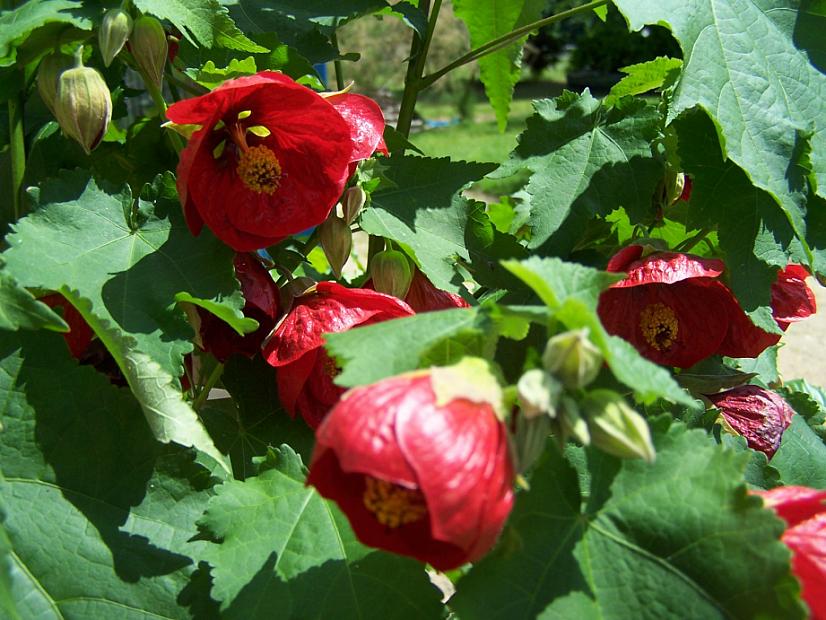 Abutilon 'Nabob' in a 6" pot features vivid red flowers with yellow centers and lush green leaves. Some buds remain unopened, creating a dense, sun-loving display—ideal for adding color to bright indoor or outdoor spots.