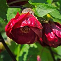 Red flower buds with textured petals and visible stamens of Abutilon 'Nabob' bloom against leafy green in a charming 6" pot.