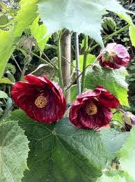 Two deep red Abutilon 'Nabob' flowers with yellow centers and broad green leaves on a plant in a 6" pot (Abutilon 'Nabob' 6" Pot), shown outdoors in natural light.