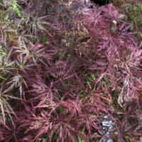Close-up of Acer 'Brocade' Japanese Maple foliage in a 13" pot, highlighting red and green laceleaf's intricate, delicate leaves.