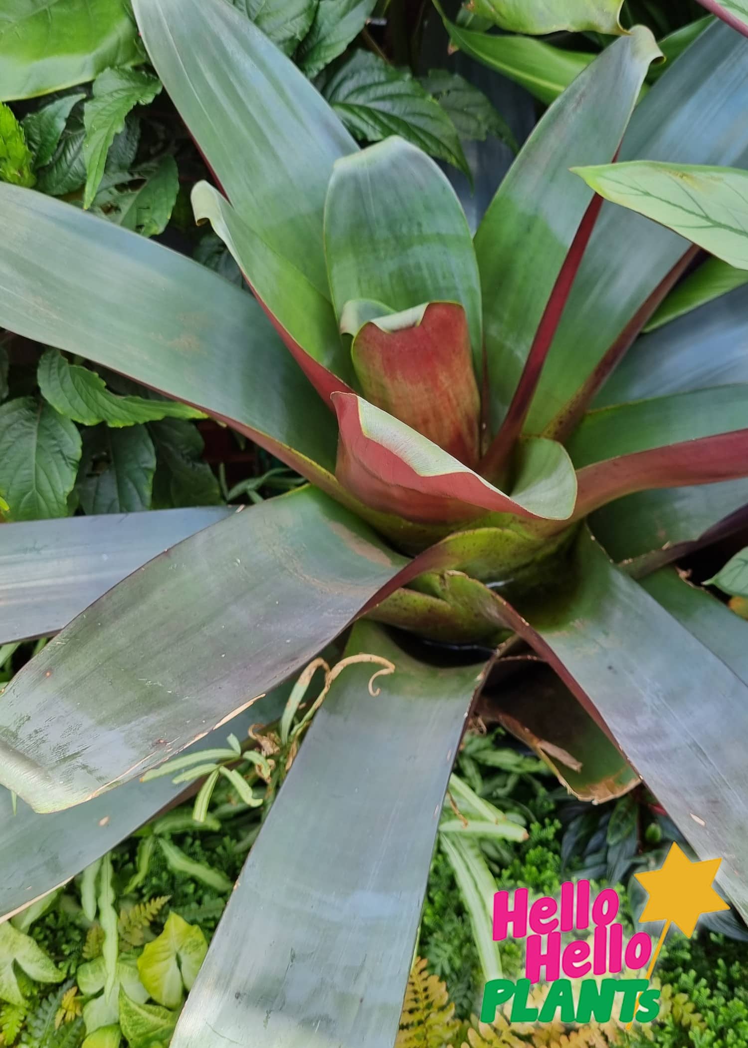 Alcantarea 'Silver Plum' Bromeliad - Image 2