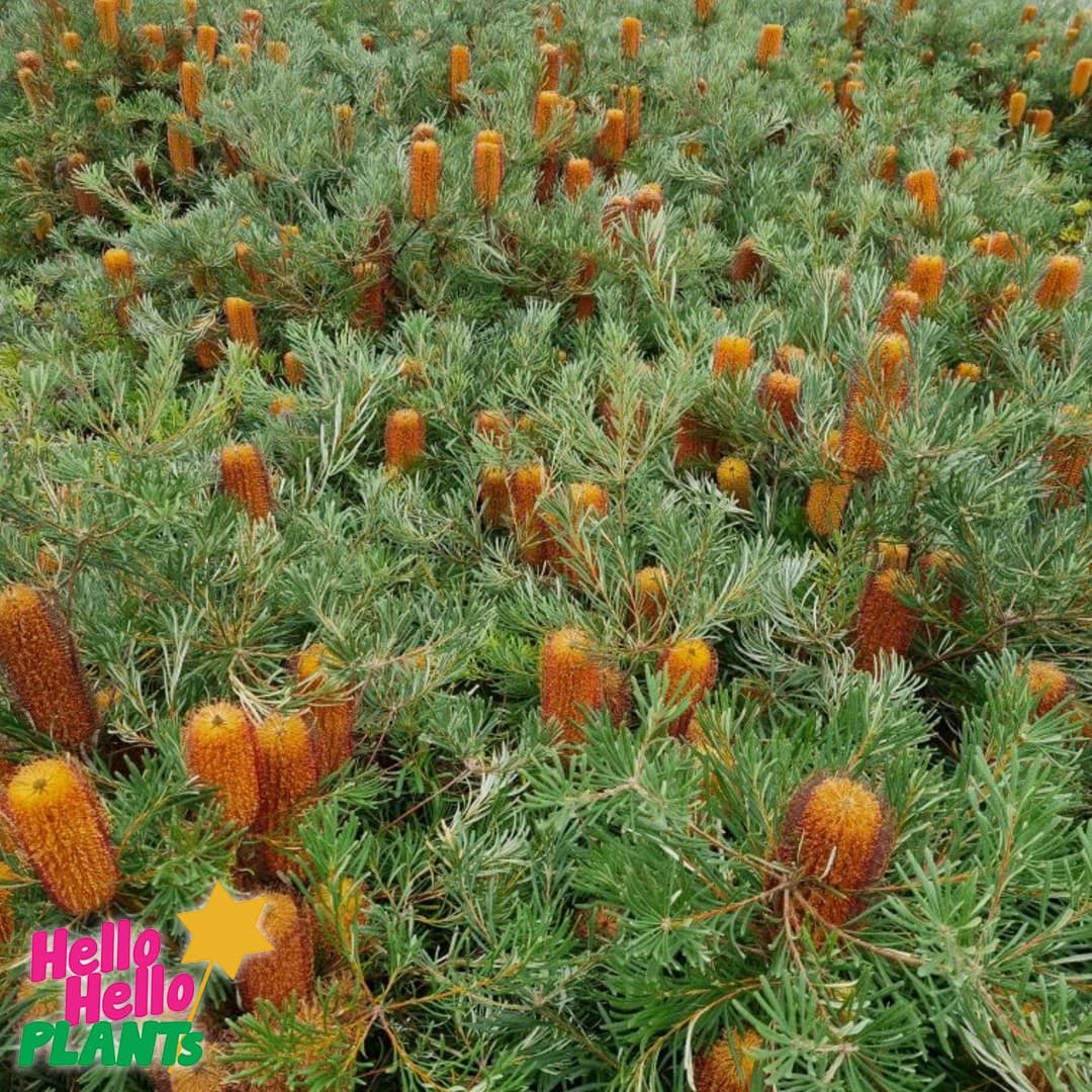 Banksia 'Honey Pots' - Image 2