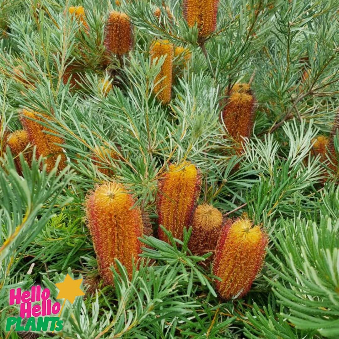 Banksia 'Honey Pots' - Image 3