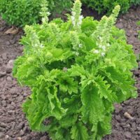 A thriving Basil 'Green Ruffles' in a 4" pot adds elegance to a garden bed with its lush serrated leaves and delicate small white flowers.
