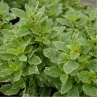 Close-up of lush green oregano plants with dense, oval leaves, showcasing a healthy appearance ideal for combining with Basil 'Pesto' 4" Pot for homemade pesto.