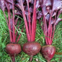 Three beetroots, reminiscent of the vibrant Beetroot 'Bull's Blood', with long stems and leaves, rest gracefully on the grass.