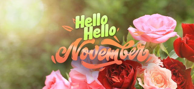 Bouquet of red and pink roses with "Hello Hello November" written in colorful text overlay, capturing the charm of November in the Garden.