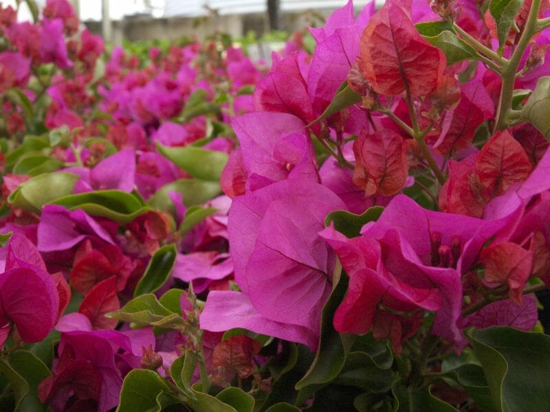 Bougainvillea 'Treasure' in a 6" pot features clusters of vibrant magenta flowers and lush green leaves, making it the perfect plant to brighten any space.