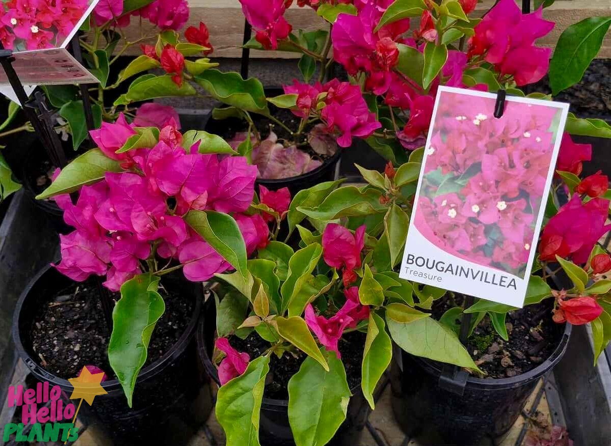 Bougainvillea 'Treasure' in a 6" pot showcases vibrant pink blooms, complete with a plant tag reading "Bougainvillea Treasure.