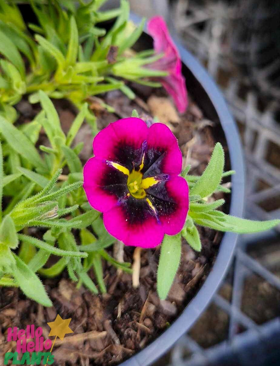 Close-up of the Calibrachoa Cabaret® 'Goodnight Kiss' with its vibrant pink and purple petals and a yellow center, flourishing in a black 6" pot, surrounded by lush green leaves and soil.