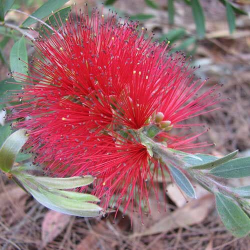 A vivid red Callistemon 'Firebrand' bloom, featuring spiky stamens and lush green leaves, stands out against rustic brown twigs and dried leaves, resembling nature's own firebrand.