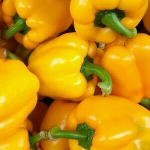 A vibrant display of Capsicum 'Californian Golden' peppers, complete with crisp green stems, is available in a 4" pot.