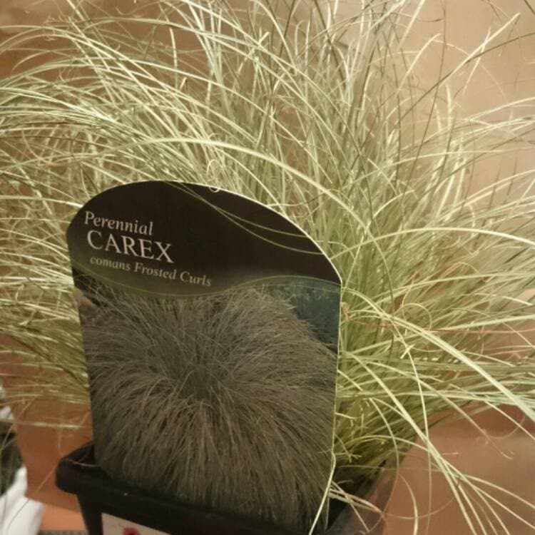 A Carex 'Frosted Curls' ornamental grass in a 6" pot, labeled with its name and a photo of the mature plant.