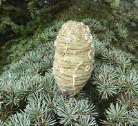 A pine cone rests on the green, needle-like leaves of a tree reminiscent of Cedrus 'Cyprian Cedar'.