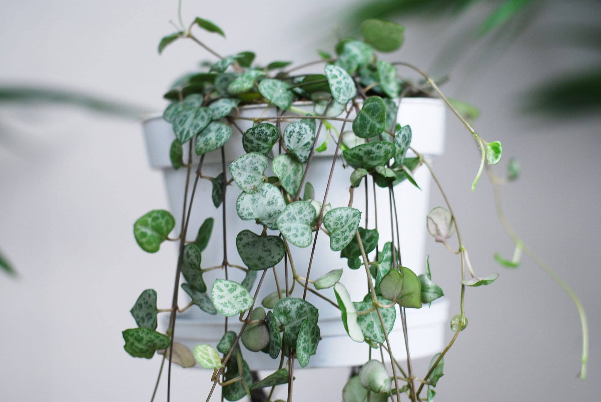 A Ceropegia 'Chain/String of Hearts' 5" in a hanging basket with trailing vines, displayed in a white pot against a neutral background.