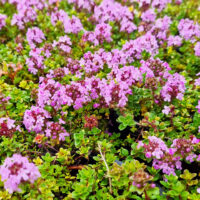 Thymus 'Doone Valley Pink' Thyme in a 6" pot features dense foliage and abundant tiny pink blooms, adding vibrant color to your garden.