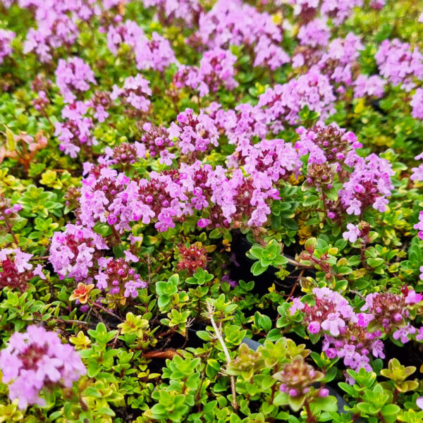 Thymus 'Doone Valley Pink' Thyme in a 6" pot features dense foliage and abundant tiny pink blooms, adding vibrant color to your garden.