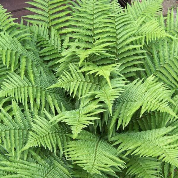 Close-up of lush green Dryopteris 'Male Fern' leaves with detailed fronds, nestled in a 6" pot.