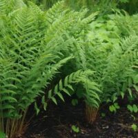 A close-up of lush green ferns, like the Dryopteris 'Marginal Shield Fern,' thriving in rich soil alongside small companions, often flourishing in a 6'' pot for easy cultivation.