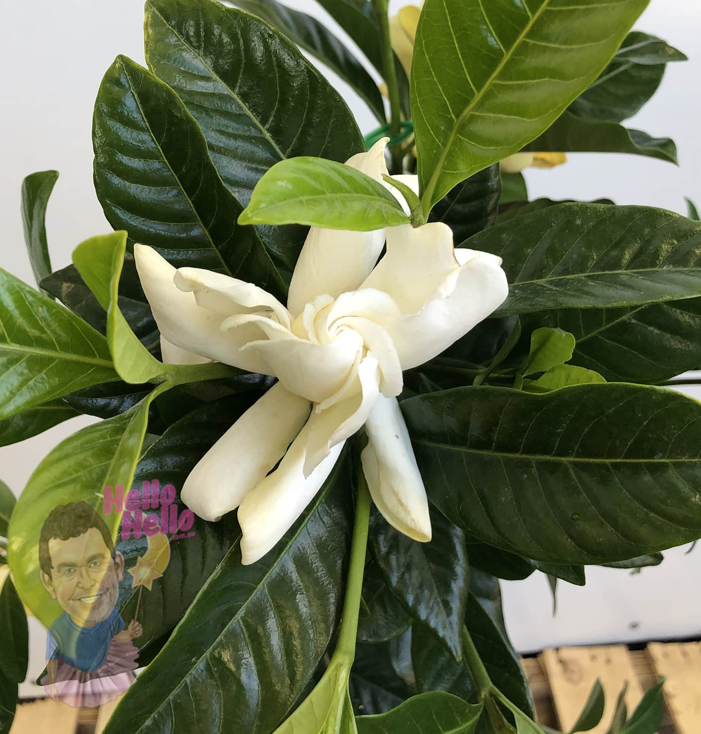 Gardenia 'Magnifica' 3ft Standard in an 8" pot features a white bloom and glossy green leaves, displayed against a neutral background.