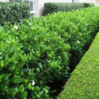Medium Shrubs (50cm - 1.5m)