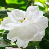 Close-up of a Gardenia 'Ocean Pearl' blossom with layered petals, surrounded by green leaves.