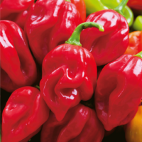 A vibrant display of Capsicum 'Habanero Red,' with shiny red and green peppers in a 4" pot, captures the fiery essence of chilli and showcases their spicy allure.