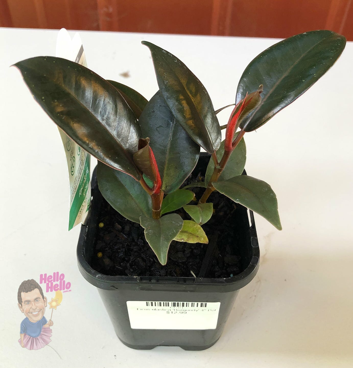 The Ficus 'Burgundy' Rubber Fig in a 4" pot features dark green, glossy leaves with red-tinted new growth, making a striking display on a white surface.