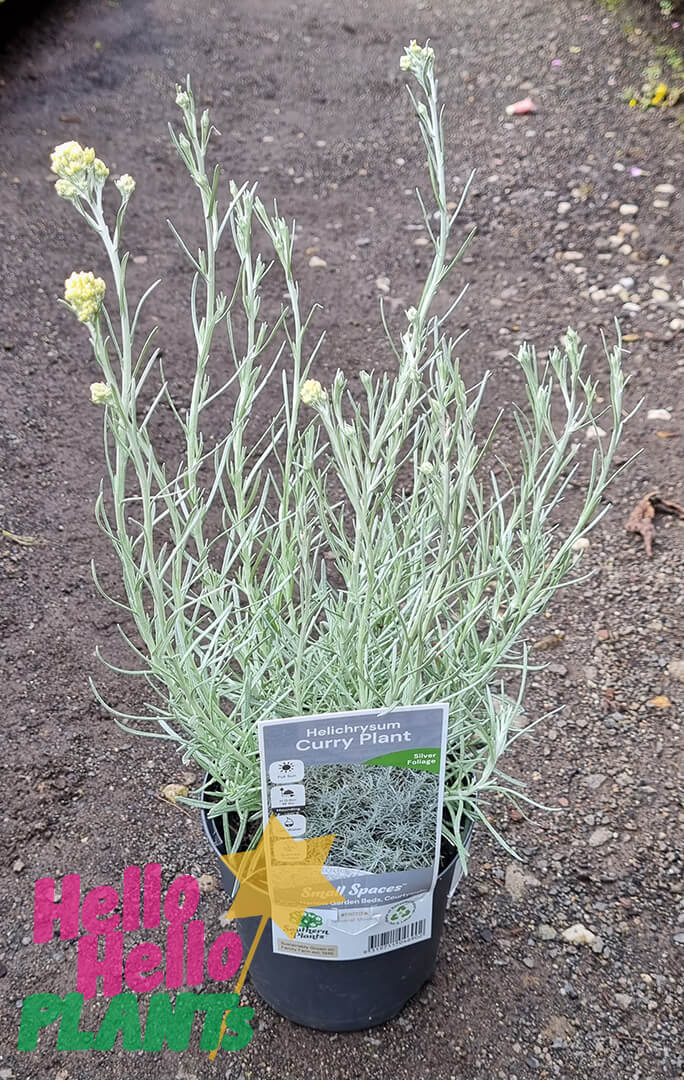 Helichrysum 'Curry Plant' 6" Pot - Image 2