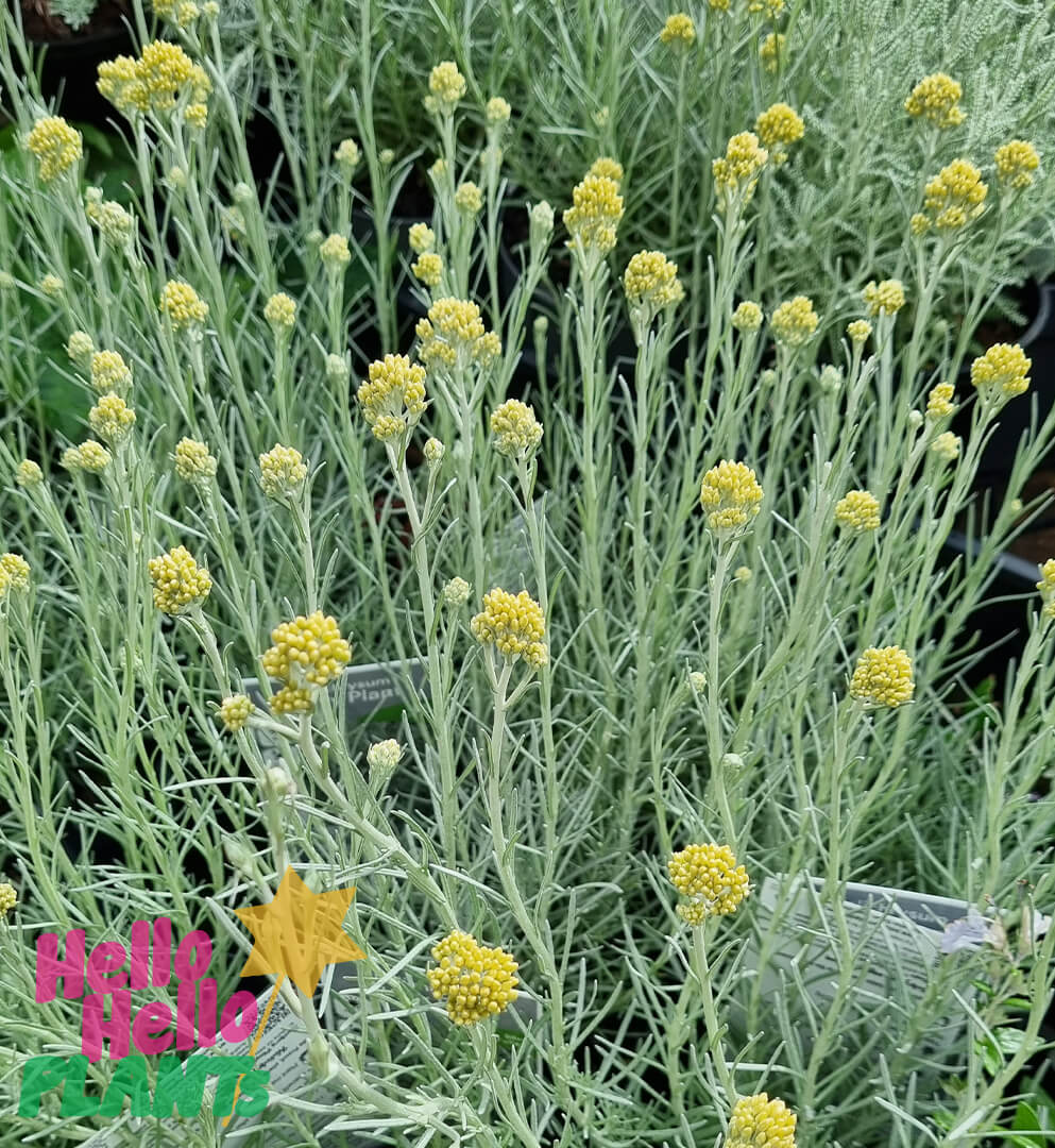 Helichrysum 'Curry Plant' 6" Pot - Image 3