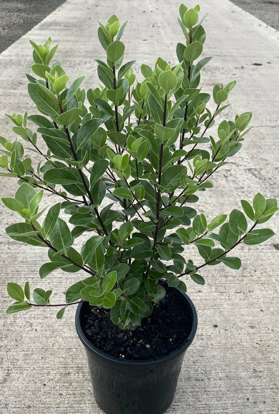 Pittosporum 'Stephen's Island' 8" Pot - Image 3