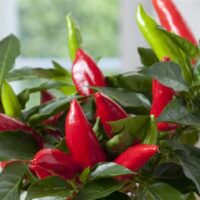 The Capsicum 'Hot Burrito' Chilli Pepper, available in a 4" pot, thrives indoors with lush green leaves surrounding its red and green chili peppers.