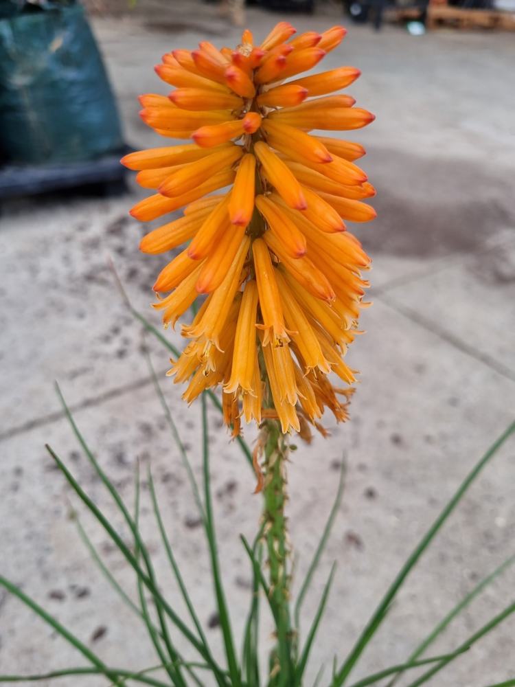 Kniphofia 'Poco™ Orange' - Image 2
