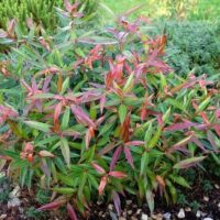 A Leucothoe 'Burning Love™' shrub with slender green and red leaves grows among small rocks, set against a lush backdrop of greenery.