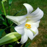 Close-up of a Lilium 'November Lily' 8'' Pot, highlighting its white trumpet form with yellow stamens against a serene blurred green background.