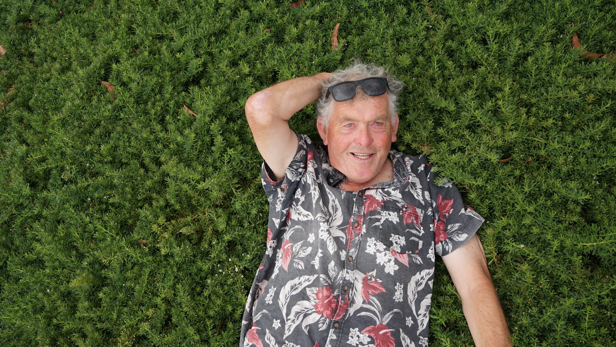 Man lying on the grass, smiling at the camera with a Myoporum 'Broad Leaf' 6" Pot (Bulk Buy 12) beside him.