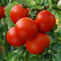 The Tomato 'Patio' features a vibrant cluster of ripe red tomatoes with lush green leaves, perfect for adding a picturesque touch to your patio garden in a 4" pot.