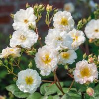 The Rose 'Penelope' bush blooms with white roses featuring yellow centers, set elegantly against a blurred background of lush greenery and a rustic brick wall.