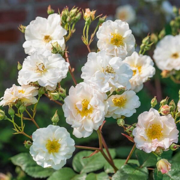 The Rose 'Penelope' bush blooms with white roses featuring yellow centers, set elegantly against a blurred background of lush greenery and a rustic brick wall.