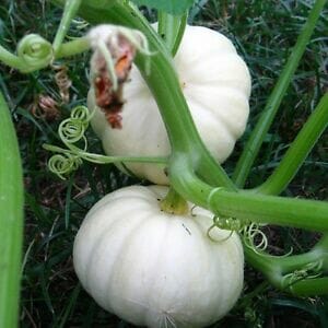 Two 'Baby Boo White' pumpkins sit in a 4" pot, thriving on a vine surrounded by green grass.