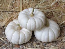 Three Pumpkin 'Baby Boo White' are stacked on straw and gravel with a hay bale behind them. Perfect for fall décor, these charming pumpkins can also be grown in a 4" pot.
