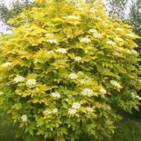 The Sambucus 'Golden Elderberry' 10" Pot is a large, rounded shrub with bright yellow-green leaves and white flower clusters, ideal for adding vibrant color to your outdoor garden.