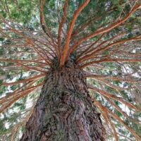 Admiring the Sequoiadendron 'Giant Sequoia Tree' in a 10" pot, its towering stature and textured bark captivate, with branches stretching out covered in lush green leaves beneath a clear sky.