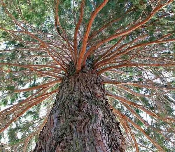 Admiring the Sequoiadendron 'Giant Sequoia Tree' in a 10" pot, its towering stature and textured bark captivate, with branches stretching out covered in lush green leaves beneath a clear sky.