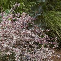The Berberis 'Silver Miles' Japanese Barberry in an 8" pot features slender branches and purple-tinted leaves, offering a striking contrast to lush green foliage in any garden.