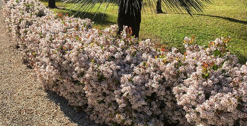 A dense hedge of Rhaphiolepis 'Spring Pearl' Indian Hawthorn in 6" pots, with small pale pink blossoms, borders a gravel pathway next to a lawn and palm trees.