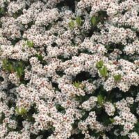 A cluster of small white flowers, reminiscent of the elegant blooms of a Rhaphiolepis 'Spring Pearl' Indian Hawthorn 6" Pot, nestled among lush green leaves.