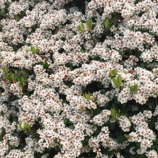 A cluster of small white flowers, reminiscent of the elegant blooms of a Rhaphiolepis 'Spring Pearl' Indian Hawthorn 6" Pot, nestled among lush green leaves.