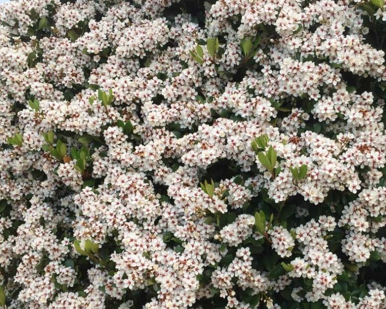 A cluster of small white flowers, reminiscent of the elegant blooms of a Rhaphiolepis 'Spring Pearl' Indian Hawthorn 6" Pot, nestled among lush green leaves.