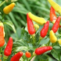 Close-up of Capsicum 'Tabasco' Chilli Peppers in vibrant red, orange, and yellow, thriving on lush green plants in a 4" pot.